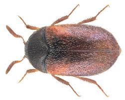 Attēlu rezultāti vaicājumam “Attagenus smirnovi”