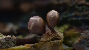 Attēlu rezultāti vaicājumam “Trichia flavicoma macro”