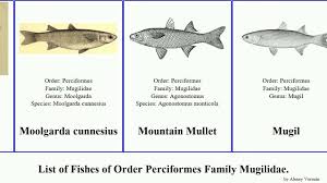 Image result for Chelon dumerili