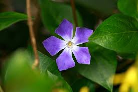 Attēlu rezultāti vaicājumam “Vinca minor flower”