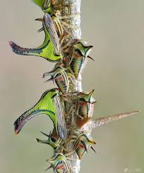Attēlu rezultāti vaicājumam “Cribraria macrocarpa young”
