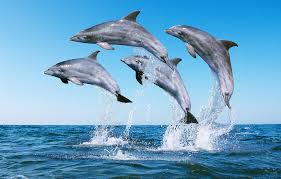 Image result for Tursiops truncatus