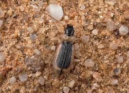 Attēlu rezultāti vaicājumam “Nebria livida”