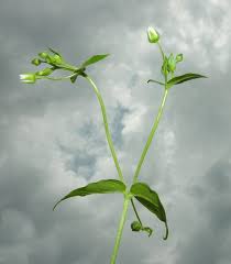 Attēlu rezultāti vaicājumam “Cerastium sylvaticum”