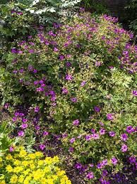 Attēlu rezultāti vaicājumam “Sedum aizoon flower”