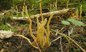 Attēlu rezultāti vaicājumam “Clavulinopsis helvola”