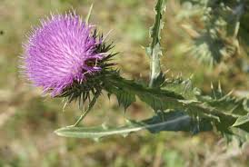 Image result for Onopordum acanthium