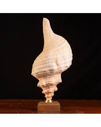 Image result for Triplofusus giganteus