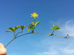 Attēlu rezultāti vaicājumam “Potentilla reptans flower”