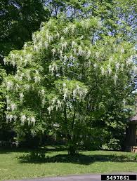 Attēlu rezultāti vaicājumam “Cladrastis kentukea”