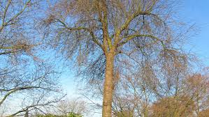 Attēlu rezultāti vaicājumam “Malus sylvestris”
