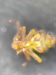 Attēlu rezultāti vaicājumam “Collaria arcyrionema young”