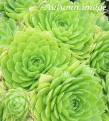 Attēlu rezultāti vaicājumam “Jovibarba globifera leaf”