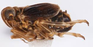 Attēlu rezultāti vaicājumam “Javesella pellucida male”