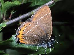 Attēlu rezultāti vaicājumam “Satyrium pruni”