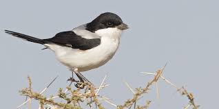 Attēlu rezultāti vaicājumam “Laniidae”