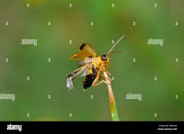 Attēlu rezultāti vaicājumam “Phyllobrotica quadrimaculata”