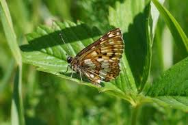 Attēlu rezultāti vaicājumam “Hamearis lucina underside”