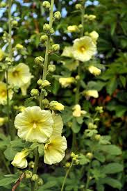 Image result for Alcea rugosa