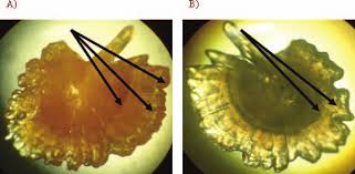 Image result for Minytrema melanops