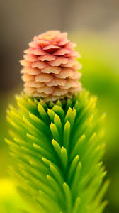 Attēlu rezultāti vaicājumam “Picea abies female flower”