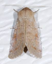 Attēlu rezultāti vaicājumam “Orthosia sp. larva”