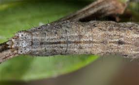 Attēlu rezultāti vaicājumam “Catarhoe cuculata”