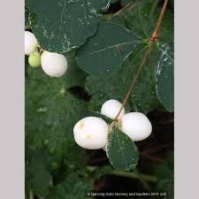 Attēlu rezultāti vaicājumam “Symphoricarpos albus”