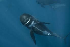 Image result for Globicephala melas