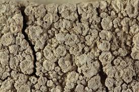 Attēlu rezultāti vaicājumam “Pertusaria albescens”