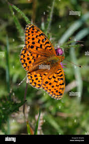 Attēlu rezultāti vaicājumam “Argynnis aglaja underside”