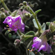 Attēlu rezultāti vaicājumam “Bulbochaete mirabilis”