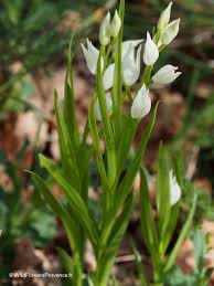 Attēlu rezultāti vaicājumam “Cephalanthera longifolia”