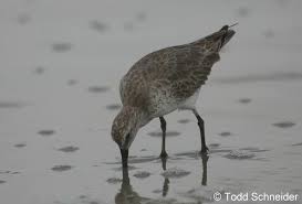 Attēlu rezultāti vaicājumam “Calidris canutus adult”