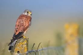 Attēlu rezultāti vaicājumam “Falco tinnunculus adult”