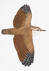 Attēlu rezultāti vaicājumam “Troglodytes troglodytes adult”