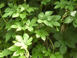 Attēlu rezultāti vaicājumam “Cannabaceae”