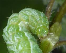 Attēlu rezultāti vaicājumam “Diachrysia tutti”