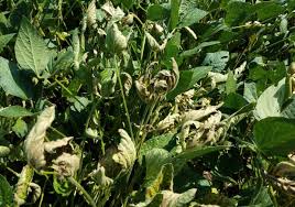 Attēlu rezultāti vaicājumam “Stemonitopsis gracilis stalked”