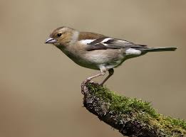 Attēlu rezultāti vaicājumam “Fringilla coelebs female”