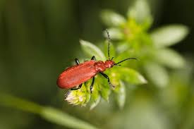 Attēlu rezultāti vaicājumam “Cucujidae”
