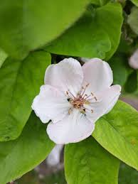 Attēlu rezultāti vaicājumam “Cydonia oblonga flower”