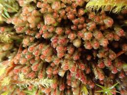 Attēlu rezultāti vaicājumam “Scapania mucronata”