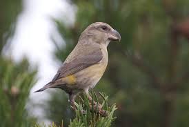 Attēlu rezultāti vaicājumam “Loxia pytyopsittacus male”