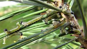 Attēlu rezultāti vaicājumam “Neodiprion sertifer”