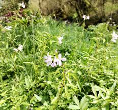 Attēlu rezultāti vaicājumam “Cardamine bulbifera flower”