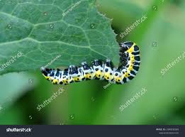 Attēlu rezultāti vaicājumam “Cucullia lucifuga”