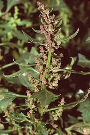 Attēlu rezultāti vaicājumam “Chenopodium rubrum leaf”