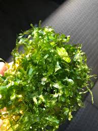 Attēlu rezultāti vaicājumam “Jungermannia subulata”