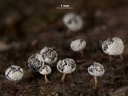 Attēlu rezultāti vaicājumam “Badhamia melanospora”